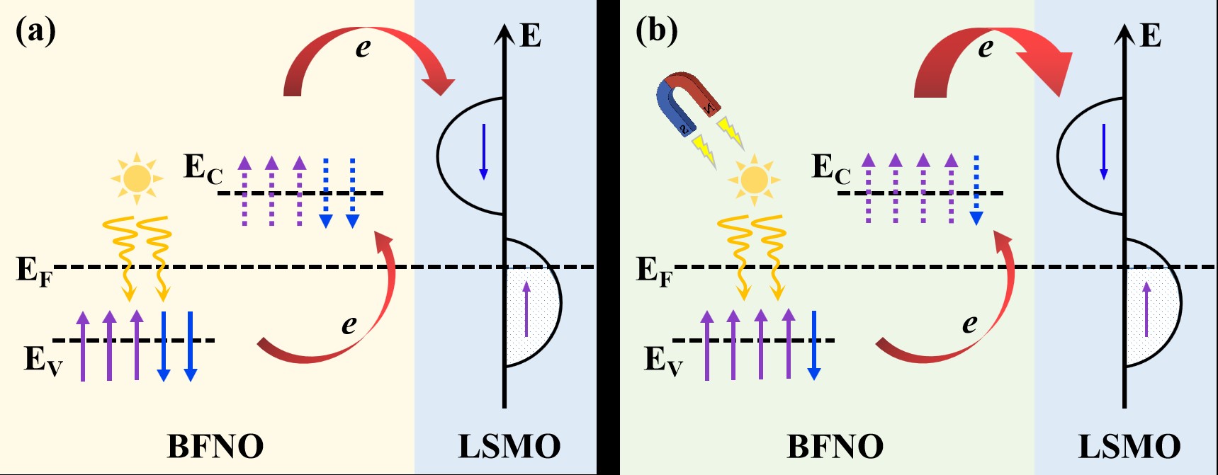 Figure 10. The schematic diagram of spin-photoelectron generation and its transport process under external magnetic field in BFNOLSMO laminate